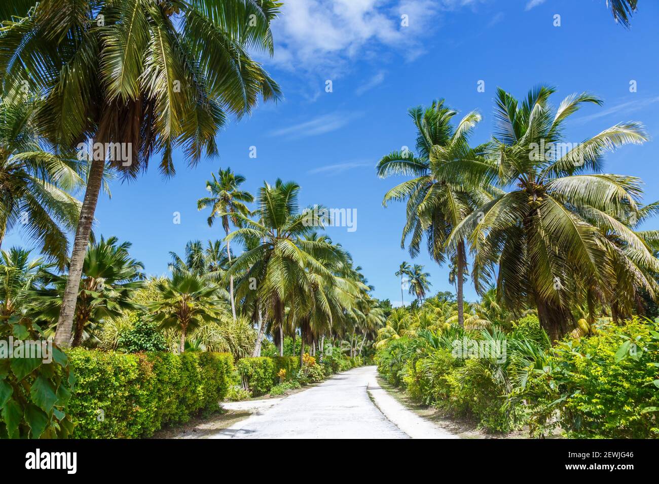 Palms Seychelles la Digue percorso vacanze viaggio paradiso simbolico immagine palme relax. Foto Stock