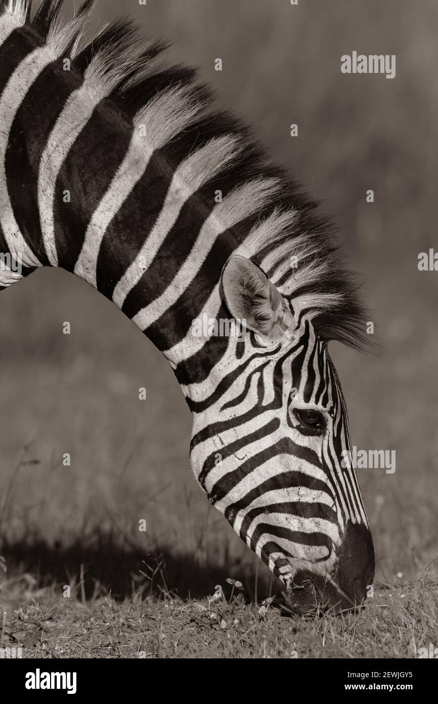 Zebra fauna animale mangiare erba closeup testa e collo seppia tono foto. Foto Stock
