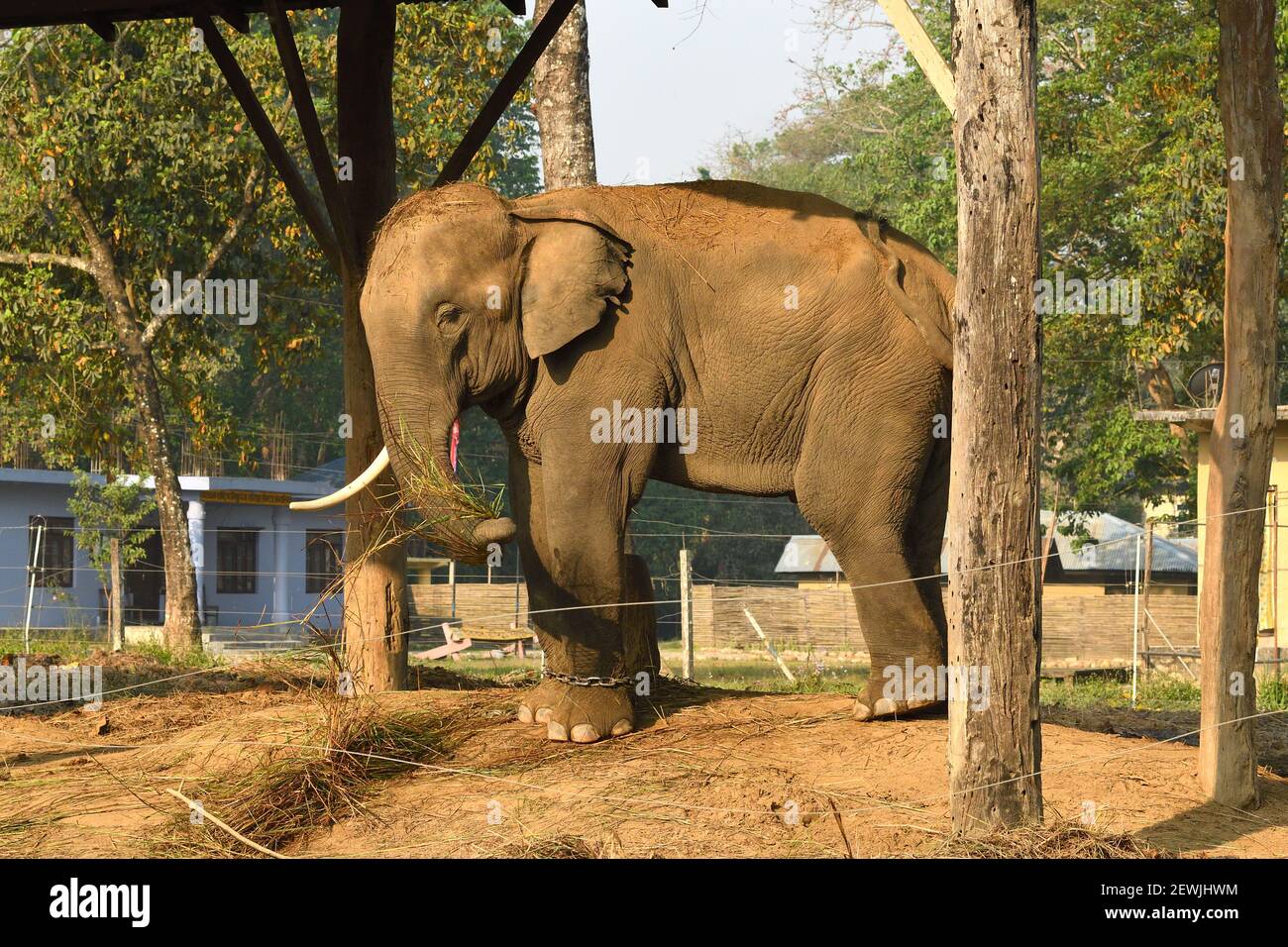 Elefante Asiatico, Elephas maximus addomesticato e incatenato in scuderie governative di elefanti vicino al villaggio di Sauraha, appena fuori del Parco Nazionale di Chitwan, NE Foto Stock