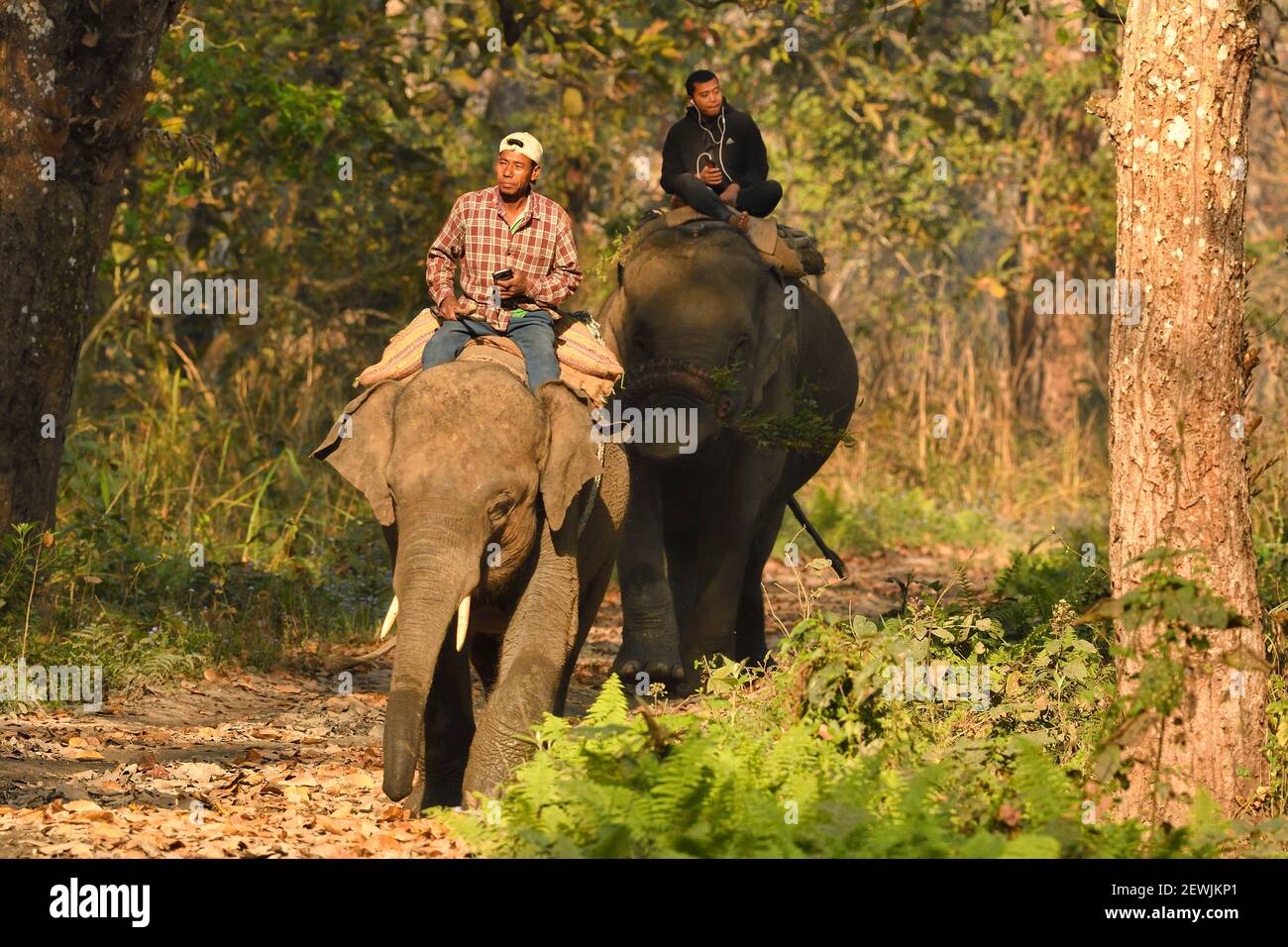 Elefante asiatico, Elefas maximus addomesticato con mahouts all'interno del Parco Nazionale di Chitwan, Nepal Foto Stock
