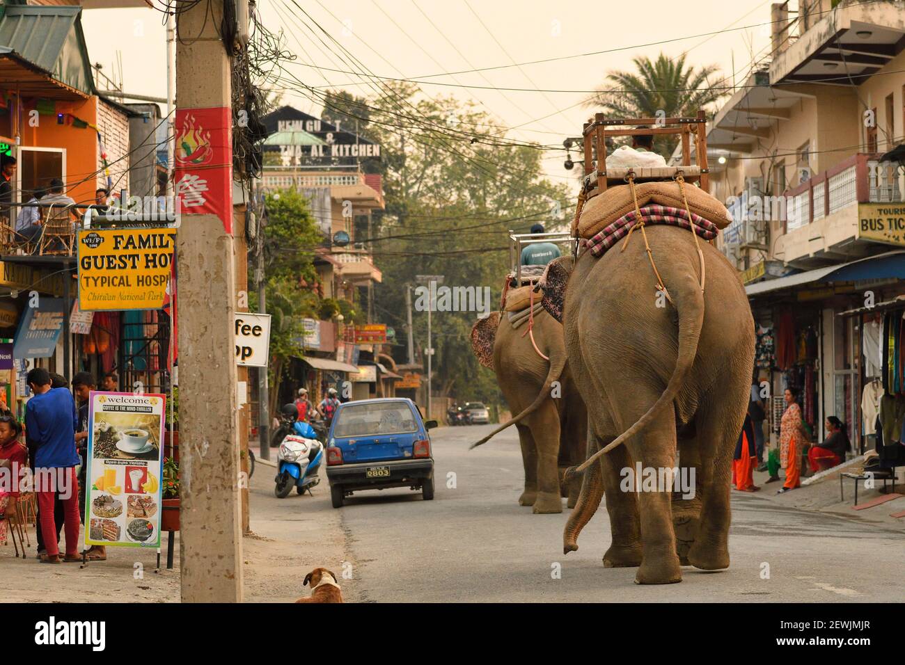 Elefante asiatico, Elephas maximus addomesticato, scena di strada, villaggio di Sauraha, appena fuori Chitwan National Park, Nepal Foto Stock