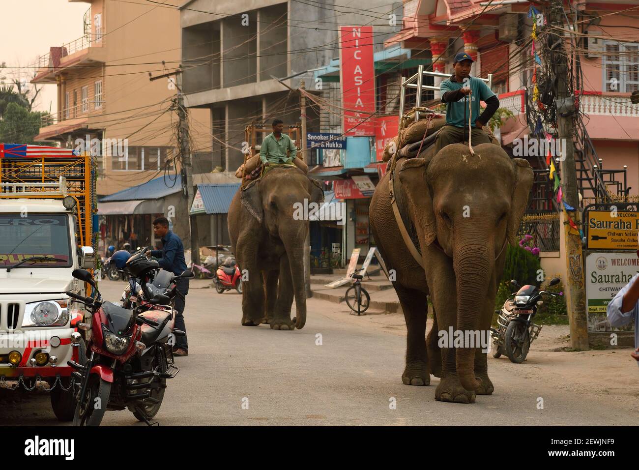 Elefante asiatico, Elephas maximus addomesticato, scena di strada, villaggio di Sauraha, appena fuori Chitwan National Park, Nepal Foto Stock