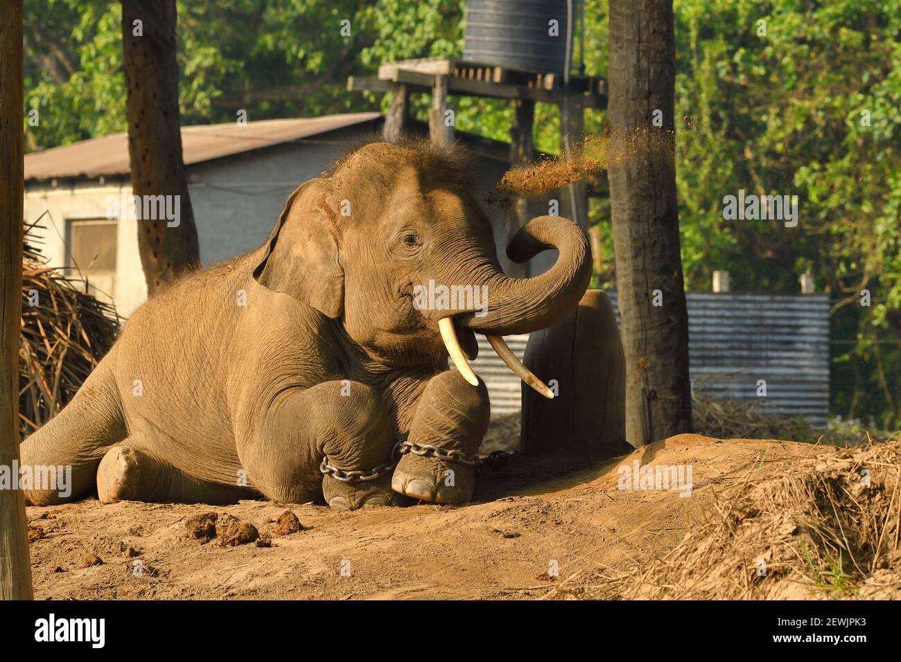 Elefante Asiatico, Elephas maximus addomesticato e incatenato in scuderie governative di elefanti vicino al villaggio di Sauraha, appena fuori del Parco Nazionale di Chitwan, NE Foto Stock