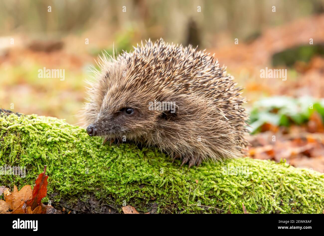 Hedgehog, nome scientifico: Erinaceus Europaeus. Riccio selvatico, nativo, europeo in inverno, rivolto a sinistra su log coperto di muschio verde. Orizzontale. Spazio Foto Stock