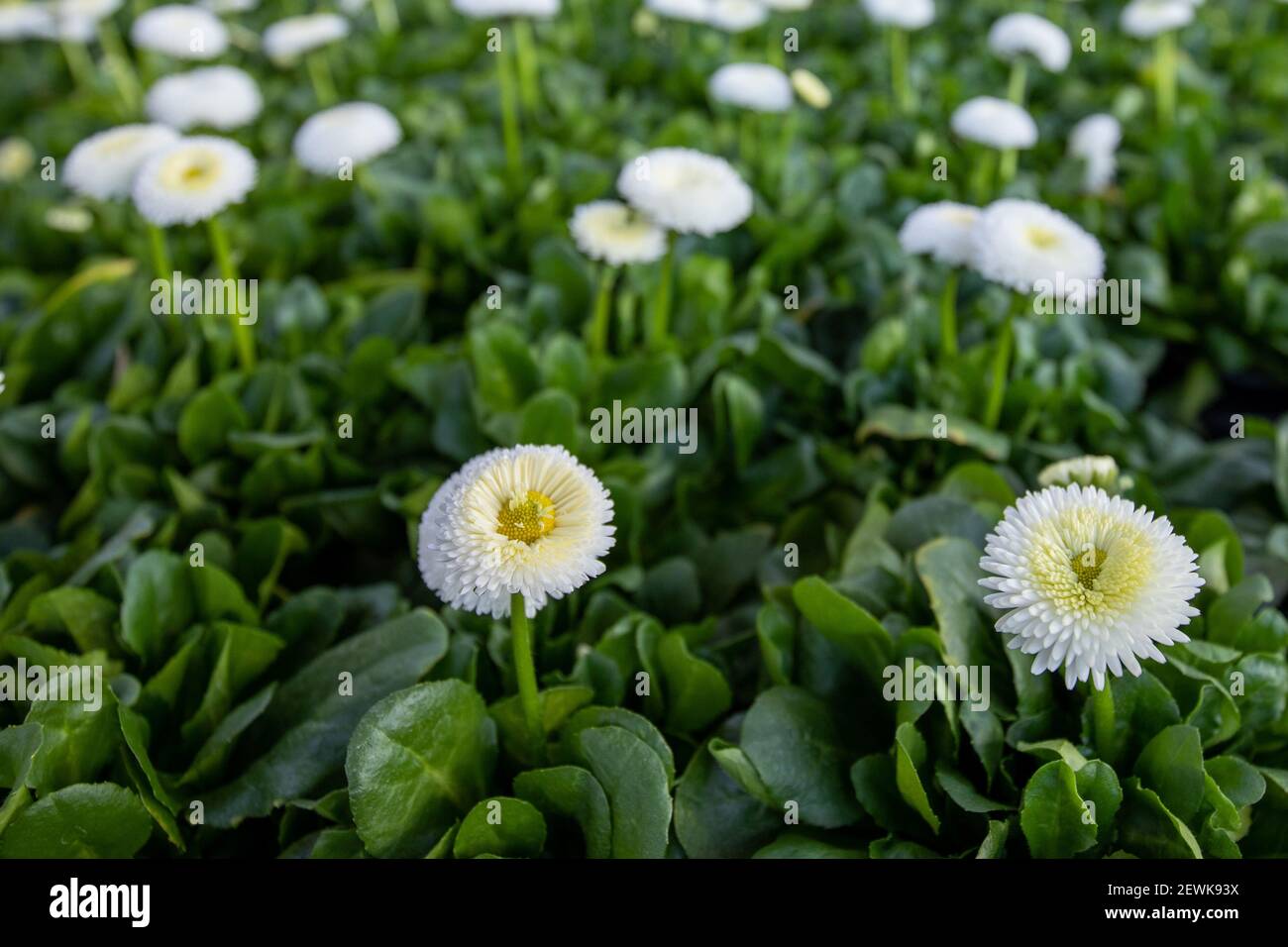 Gänseblümchen als Zierpflanze Foto Stock