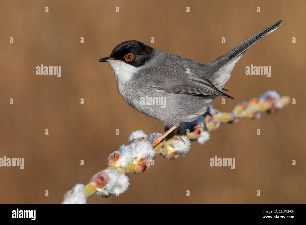 Warbler sardo (Sylvia melanocephala), vista laterale di un maschio adulto appollaiato su un ramo, Campania, Italia Foto Stock