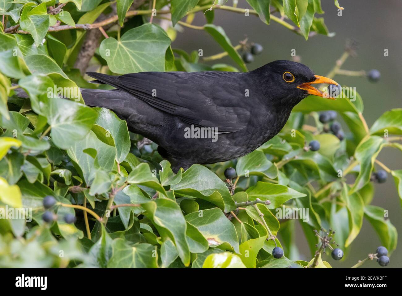 Comune Blackbird (Turdus merula), vista laterale di un maschio adulto che mangia una bacca, Campania, Italia Foto Stock