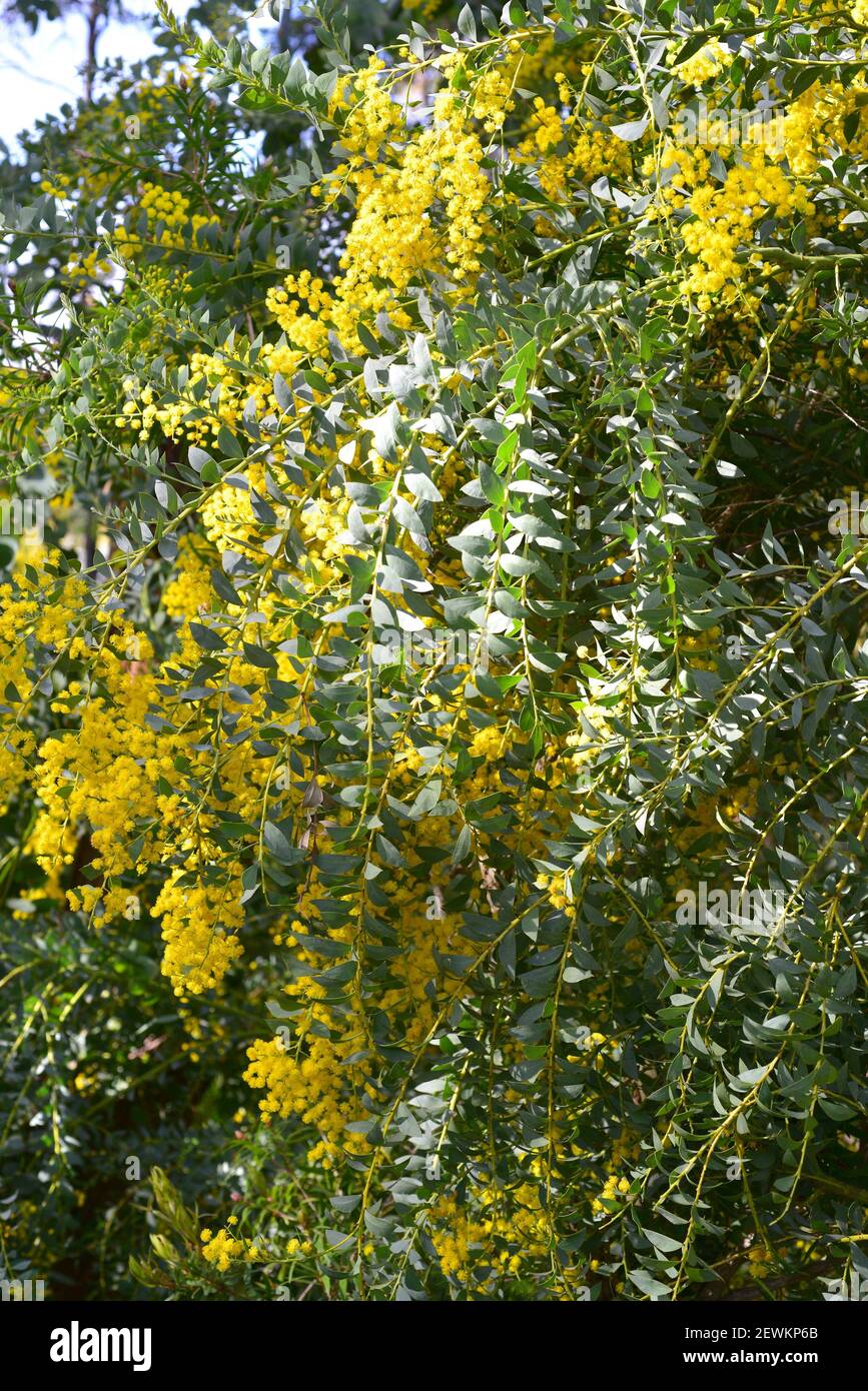 Il picchiettio a foglia di coltello (Acacia cultriformis) è un arbusto sempreverde o un piccolo albero nativo in Australia. Pianta fiorente. Foto Stock