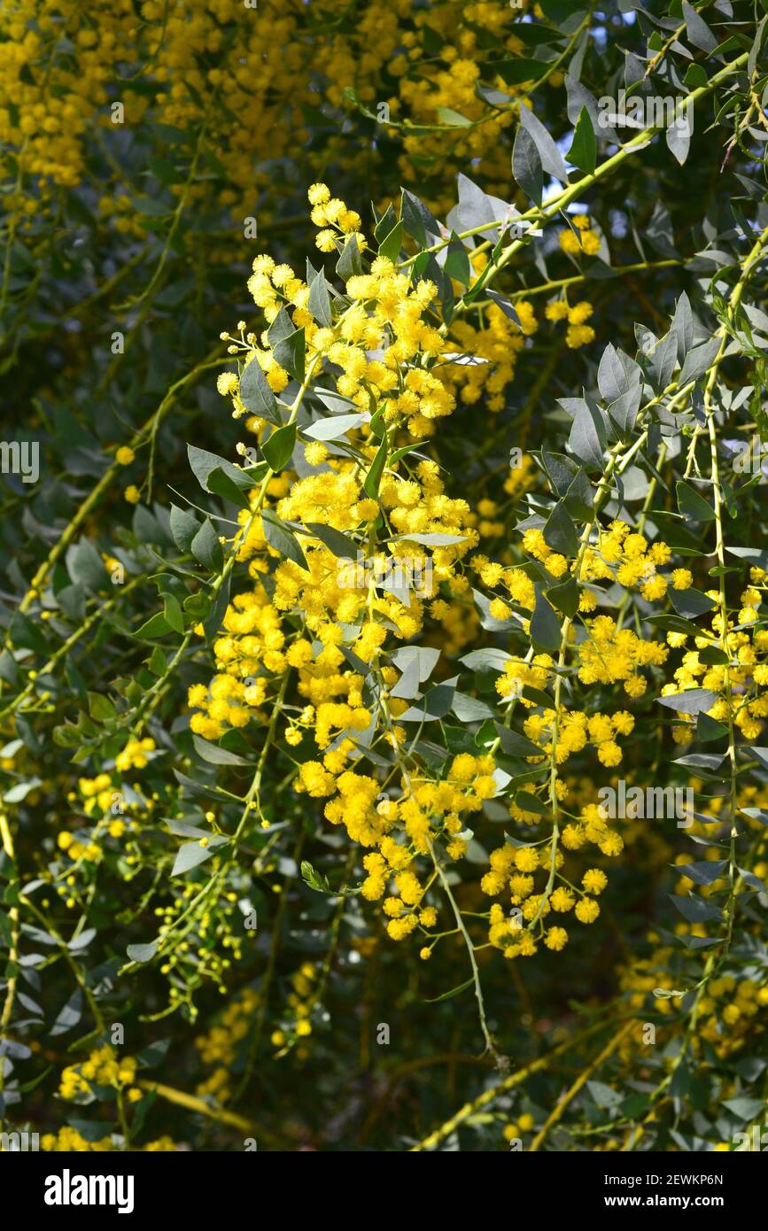 Il picchiettio a foglia di coltello (Acacia cultriformis) è un arbusto sempreverde o un piccolo albero nativo in Australia. Pianta fiorente. Foto Stock