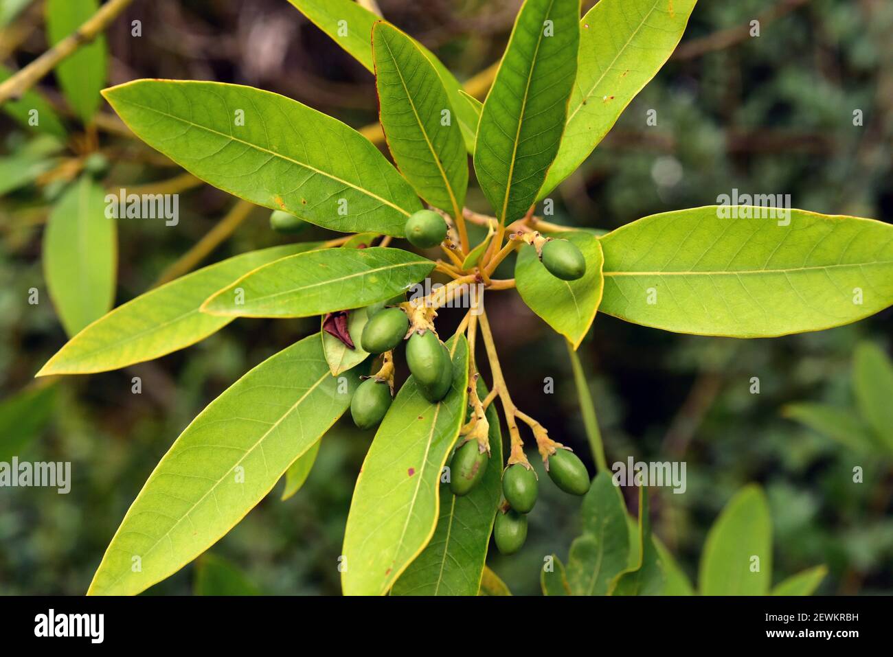 Viñatigo (Persea indica) è un albero sempreverde endemico della Macaronesia (Isole Canarie, Madera e Azzorre). Dettagli su frutta e foglie immature. Foto Stock
