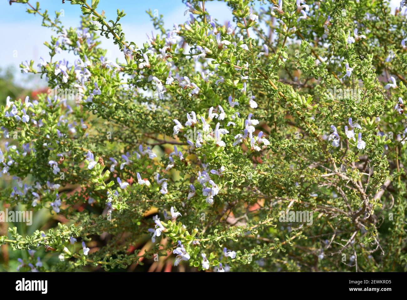 Il salvia dentato (Salvia dentata) è un arbusto sempreverde originario del Sudafrica. Fiori e foglie dettaglio. Foto Stock