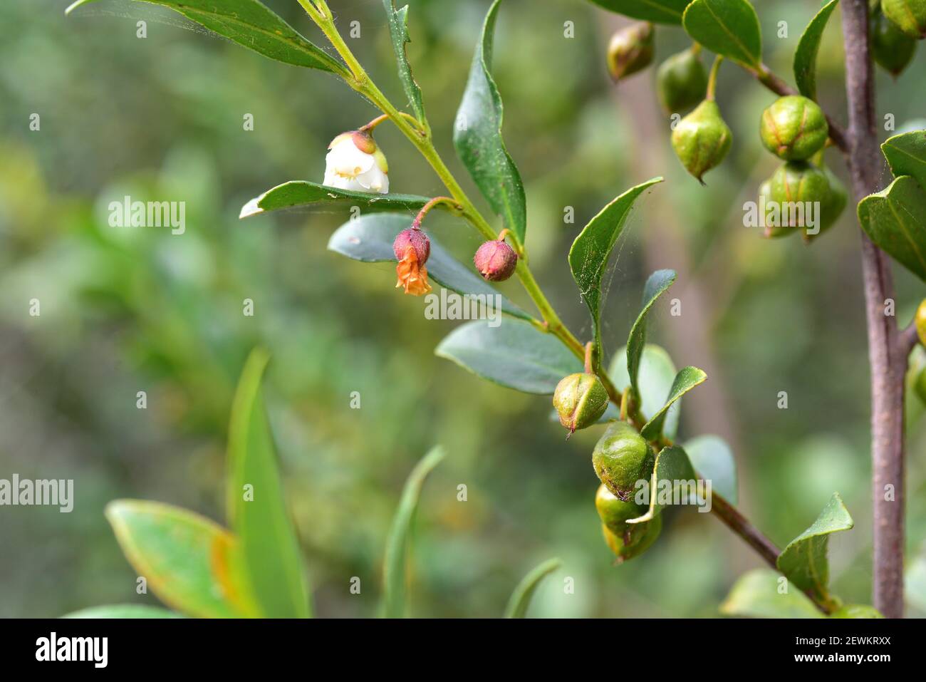 mocanera (Visnea mocanera) è un albero sempreverde endemico di una parte della Macaronesia (Isole Canarie e Madera). Fiori, frutti immaturi e. Foto Stock