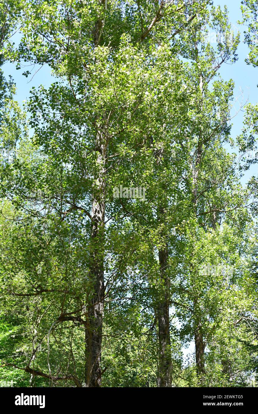 Aspen o Quaking aspen (Populus tremula) è un albero deciduo originario dell'Eurasia. Questa foto è stata scattata in Val d'Aran, provincia di Lleida, Catalogna, Spagna. Foto Stock