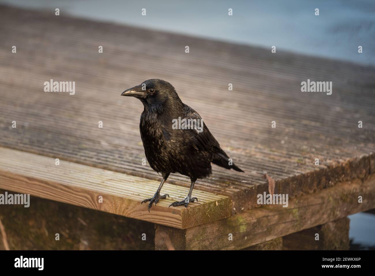 un giovane corvo è in piedi su un tavolo di legno Foto Stock