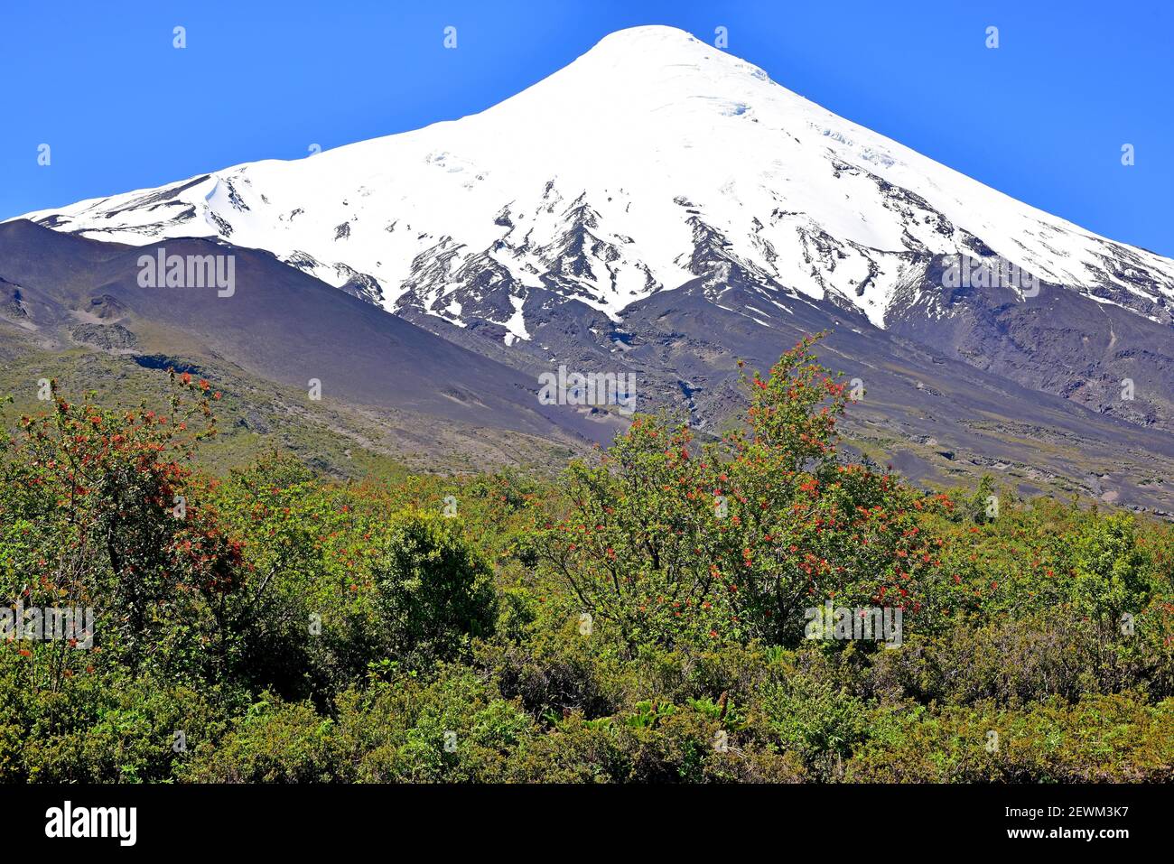 Vulcano Osorno (stratovulcano) con macchia d'artificio cilena (Embothrium coccineum). Regione di Los Lagos, Cile. Foto Stock