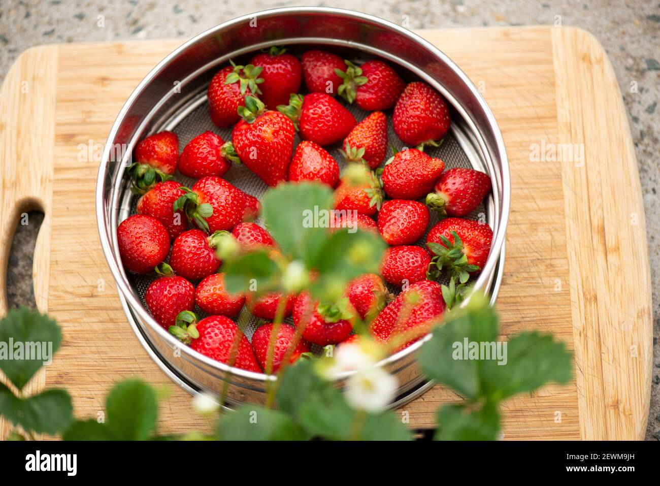 Lettura di fragole fresche per mangiare. Foto Stock