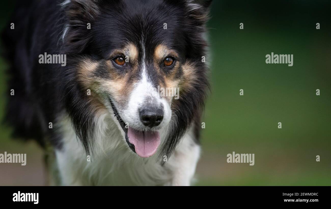 Bordo collie ritratto con spazio negativo Foto Stock