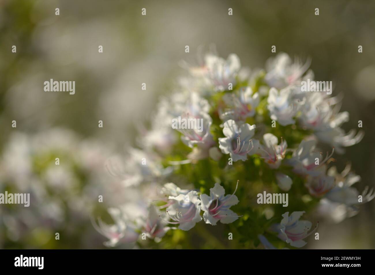 Flora di Gran Canaria - Echium decaisnei, bianco bugloss endemico alle isole Canarie macro sfondo floreale naturale Foto Stock