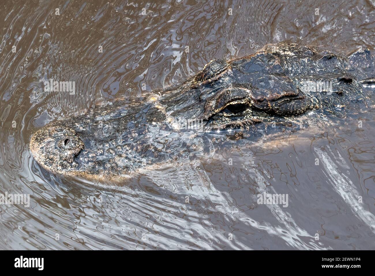 Coccodrillo selvaggio nel Parco Nazionale delle Everglades, Florida, Stati Uniti Foto Stock