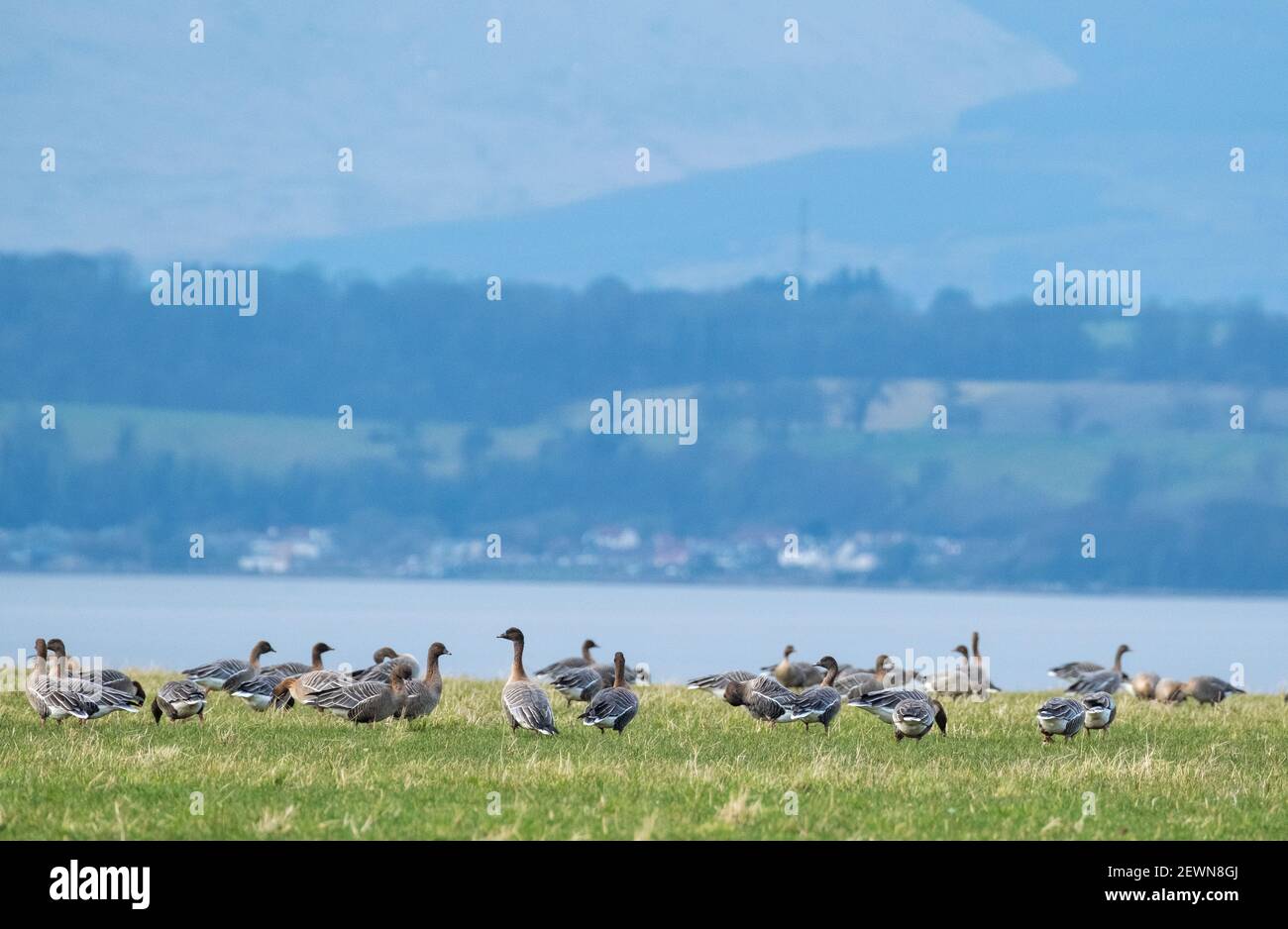 Un gregge di foraggio di oche a piedi rosa su terreni agricoli accanto al Firth of Forth vicino a Blackness, West Lothian, Scozia. Foto Stock