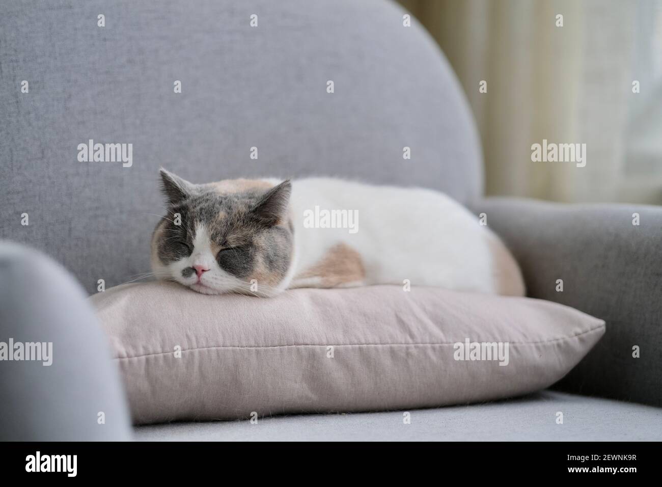 Un simpatico gatto britannico shorthair che dorme sul cuscino sul divano a casa Foto Stock