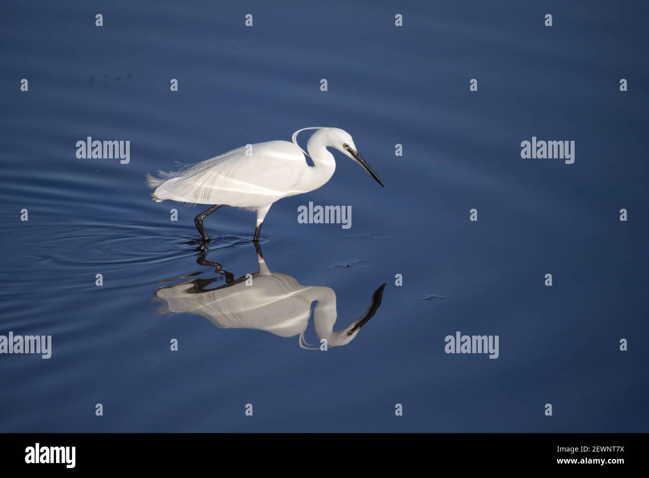 Little Egret guai in una tranquilla piscina d'acqua Foto Stock