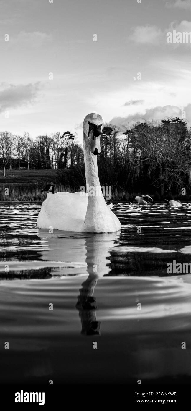 Grande White British Mute Swan Swans basso livello dell'acqua vista Primo piano macro fotografia sul lago in Hertfordshire con canadese oche in fondo femmina Foto Stock