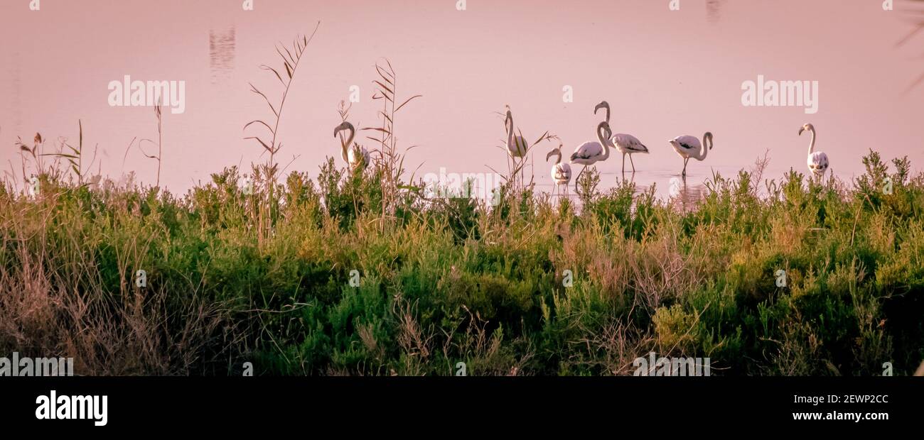 Spagna. Alba nel parco naturale El Hondo de Elche. Alicante Foto Stock