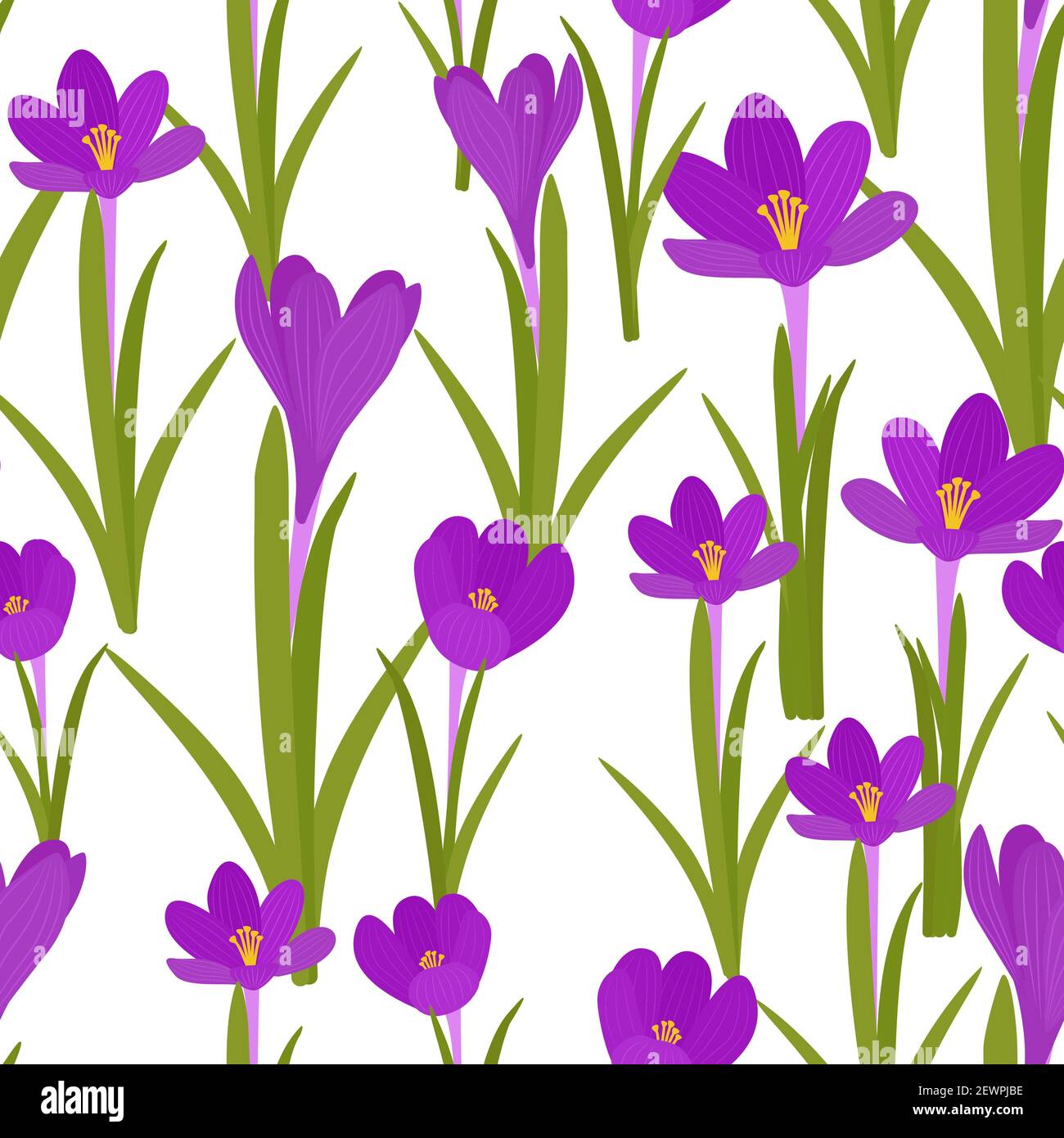 Sfondo senza cuciture con crocus. Un motivo ripetitivo con fiori viola. Sfondo a colori pieni. Per la progettazione di imballaggi, vettoriale. Illustrazione Vettoriale