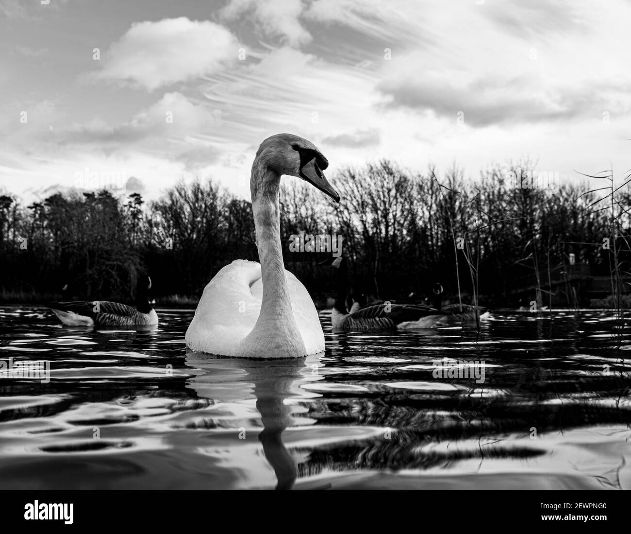Grande White British Mute Swan Swans basso livello dell'acqua vista Primo piano macro fotografia sul lago in Hertfordshire con canadese oche in fondo femmina Foto Stock
