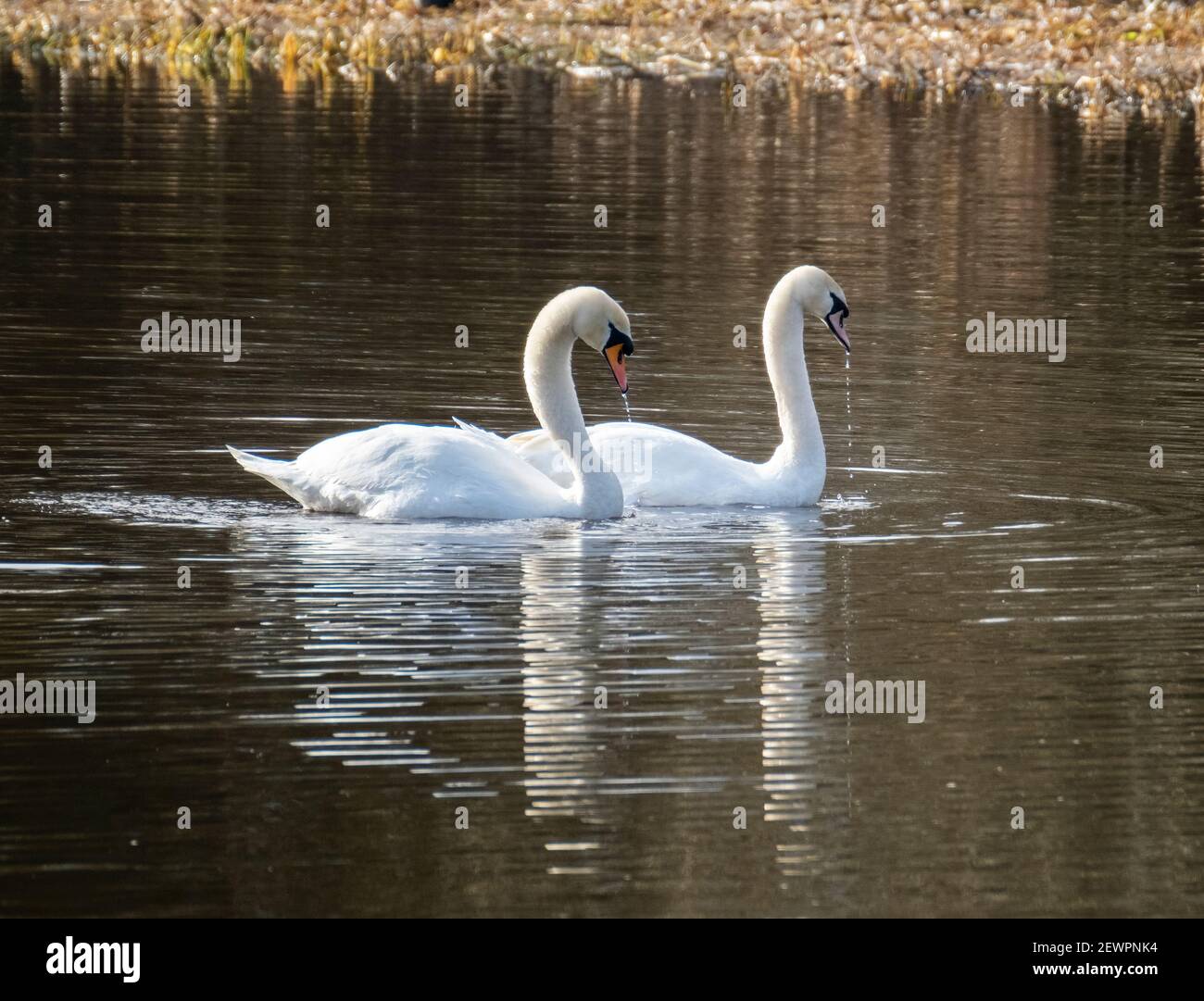 Un paio di Mute Swans (Cygnus olor) su uno stagno Livingston, West Lothian, Scozia. Foto Stock