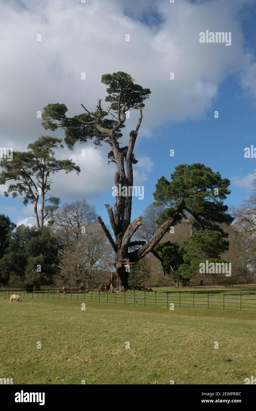 Inverno Foliage di un albero di pino conifero Evergreen (Abete bianco) Con un cielo nuvoloso blu sfondo crescere in Parkland in Devon rurale Foto Stock