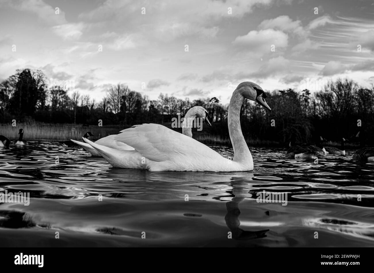 Grande White British Mute Swan Swans basso livello dell'acqua vista Primo piano macro fotografia sul lago in Hertfordshire con canadese oche in fondo femmina Foto Stock