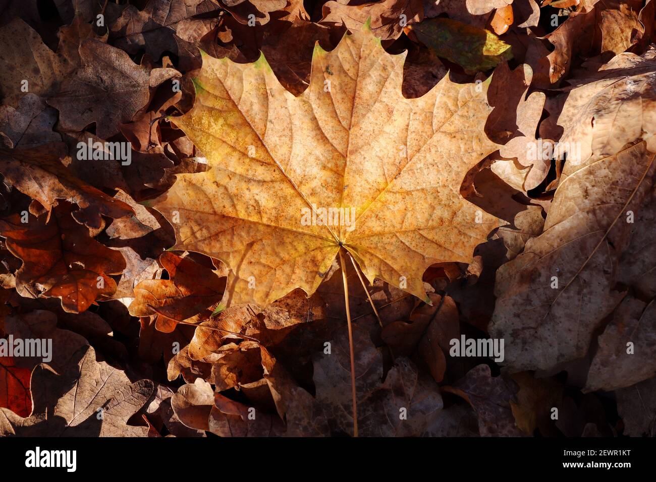 Foglia di acero caduta nella foresta d'autunno Foto Stock