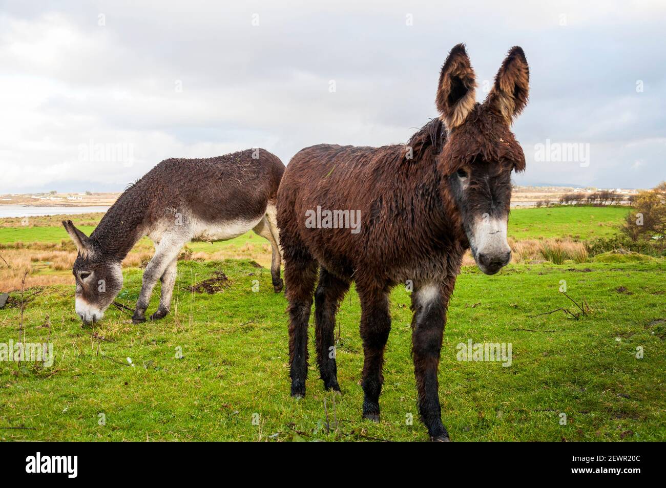 Asini irlandesi nella contea di Donegal, Irlanda Foto Stock