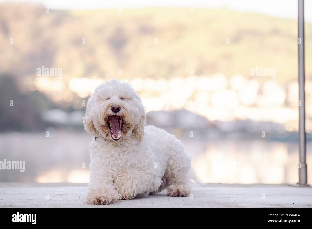 Cockapoo modello cane Foto Stock