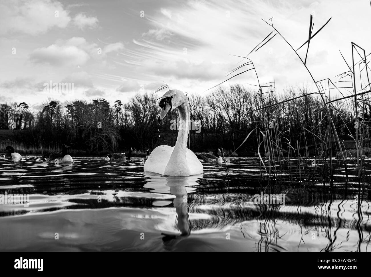 Grande White British Mute Swan Swans basso livello dell'acqua vista Primo piano macro fotografia sul lago in Hertfordshire con canadese oche in fondo femmina Foto Stock