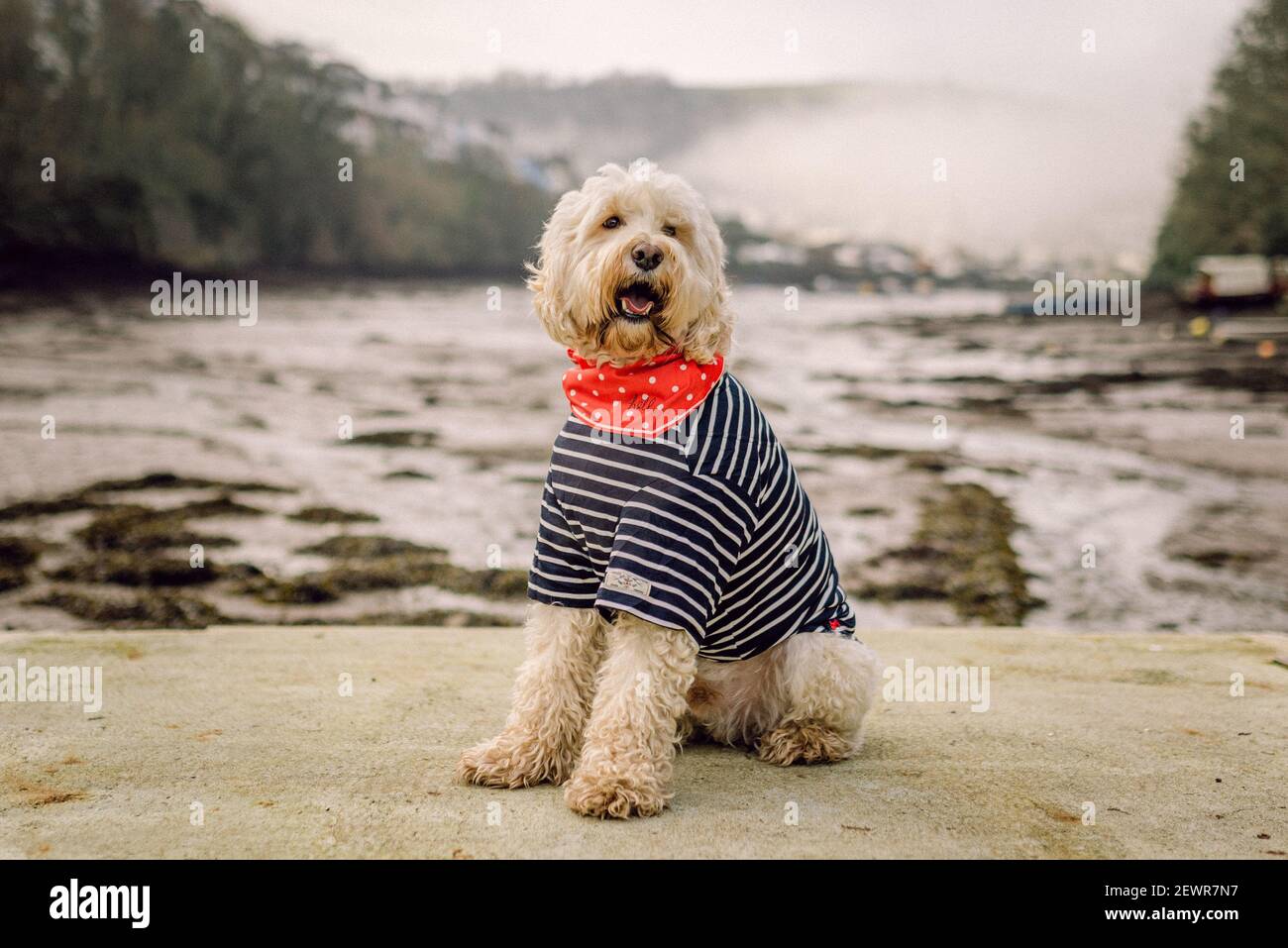 Modello di cockapoo alla moda in posa Foto Stock