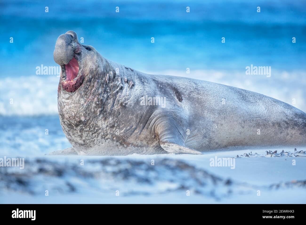 Foca elefante meridionale (Mirounga leonina) maschio ruggito, Isola dei leoni marini, Isole Falkland, Sud America Foto Stock