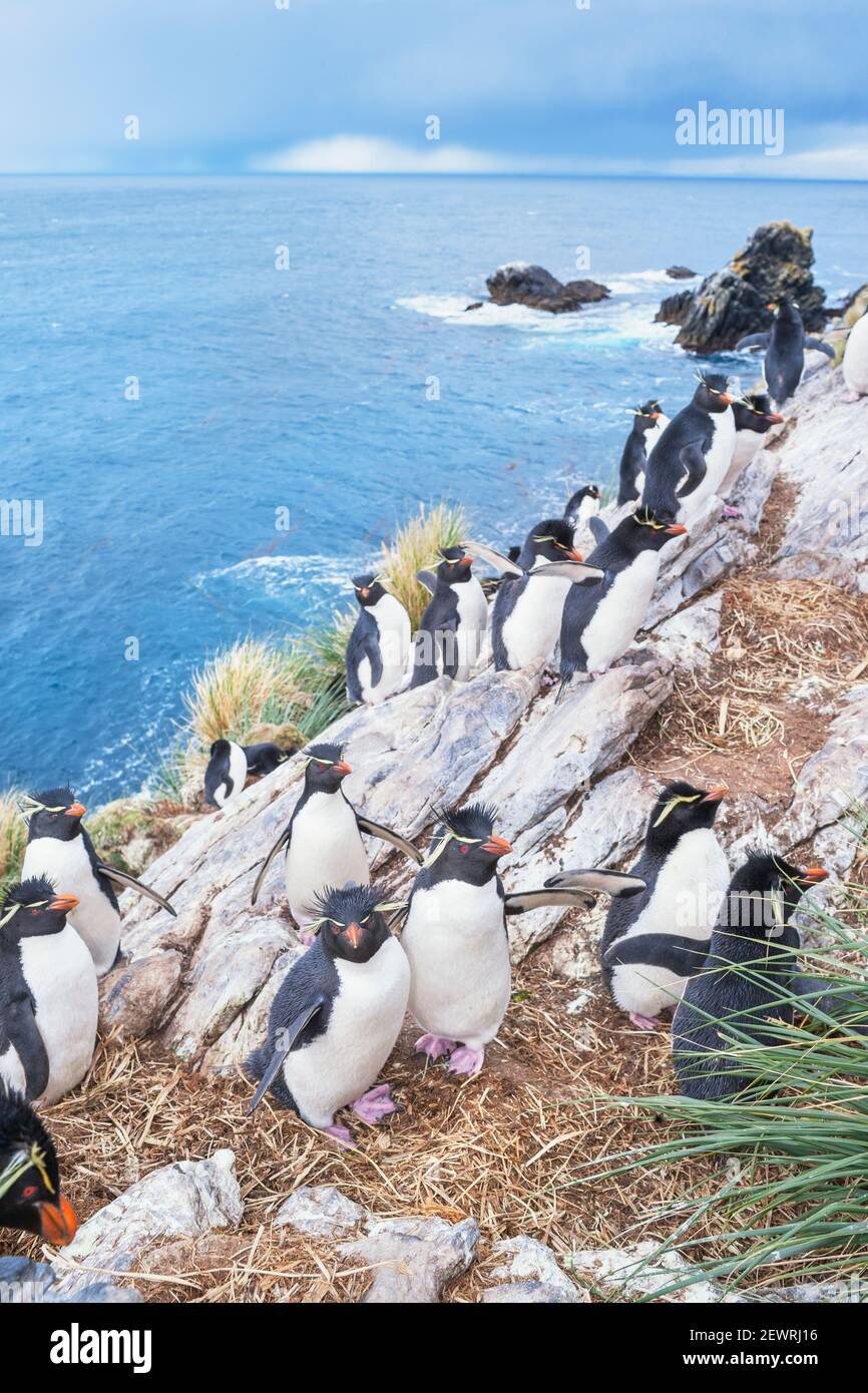 Gruppo di pinguini rockhopper (Eudyptes crisocome crisocome) su un isolotto roccioso, Falkland orientale, Isole Falkland, Sud America Foto Stock