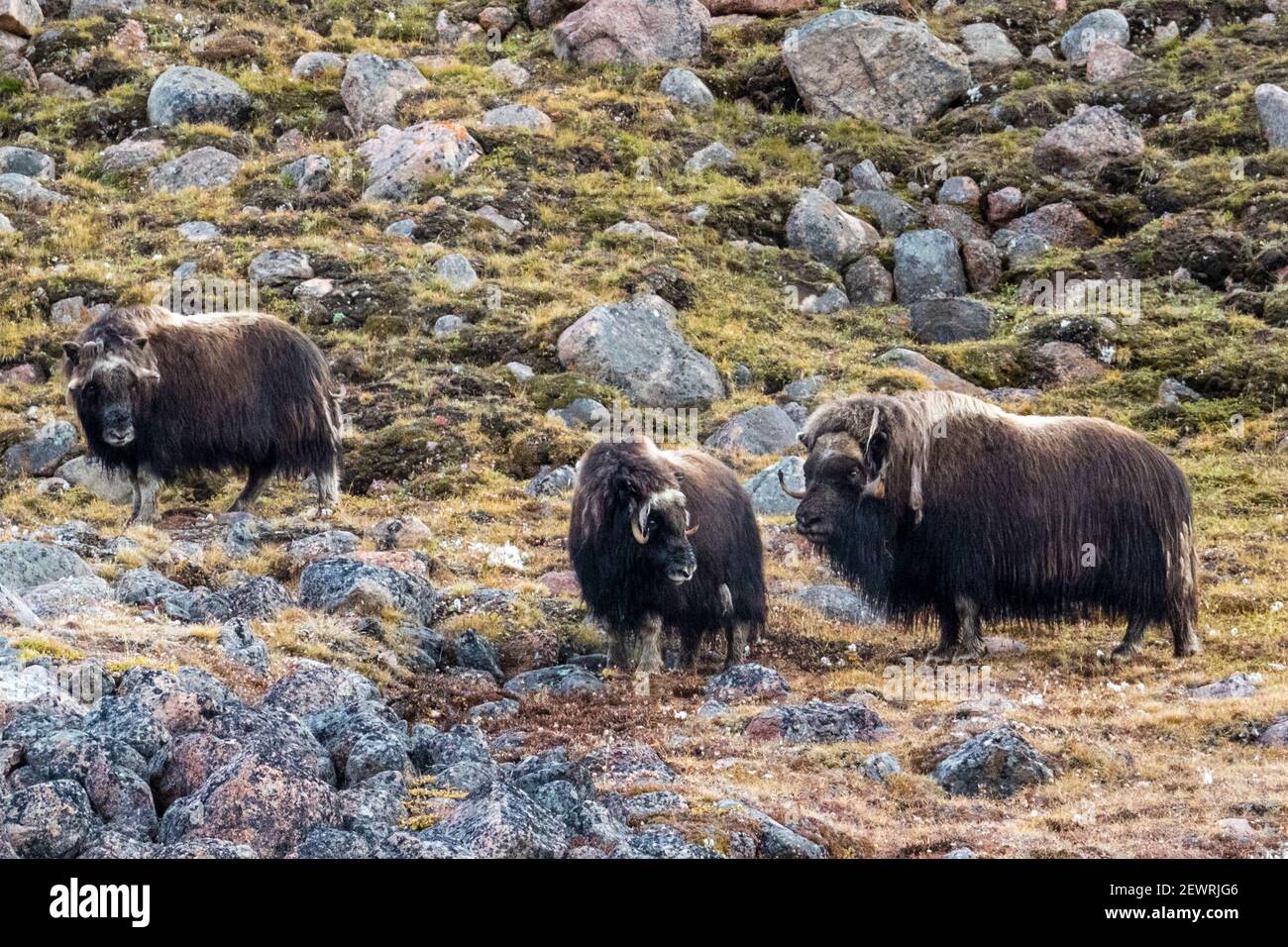Muschio di bue (ovibos moschatus), pelliccia estiva di peluche, fiordo di Fram, Isola di Ellesmere, Nunavut, Canada, Nord America Foto Stock