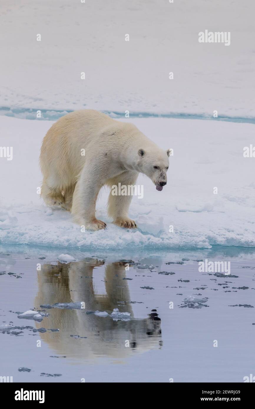 Orso polare adulto (Ursus maritimus), riflesso nel mare su ghiaccio vicino Ellesmere Island, Nunavut, Canada, Nord America Foto Stock