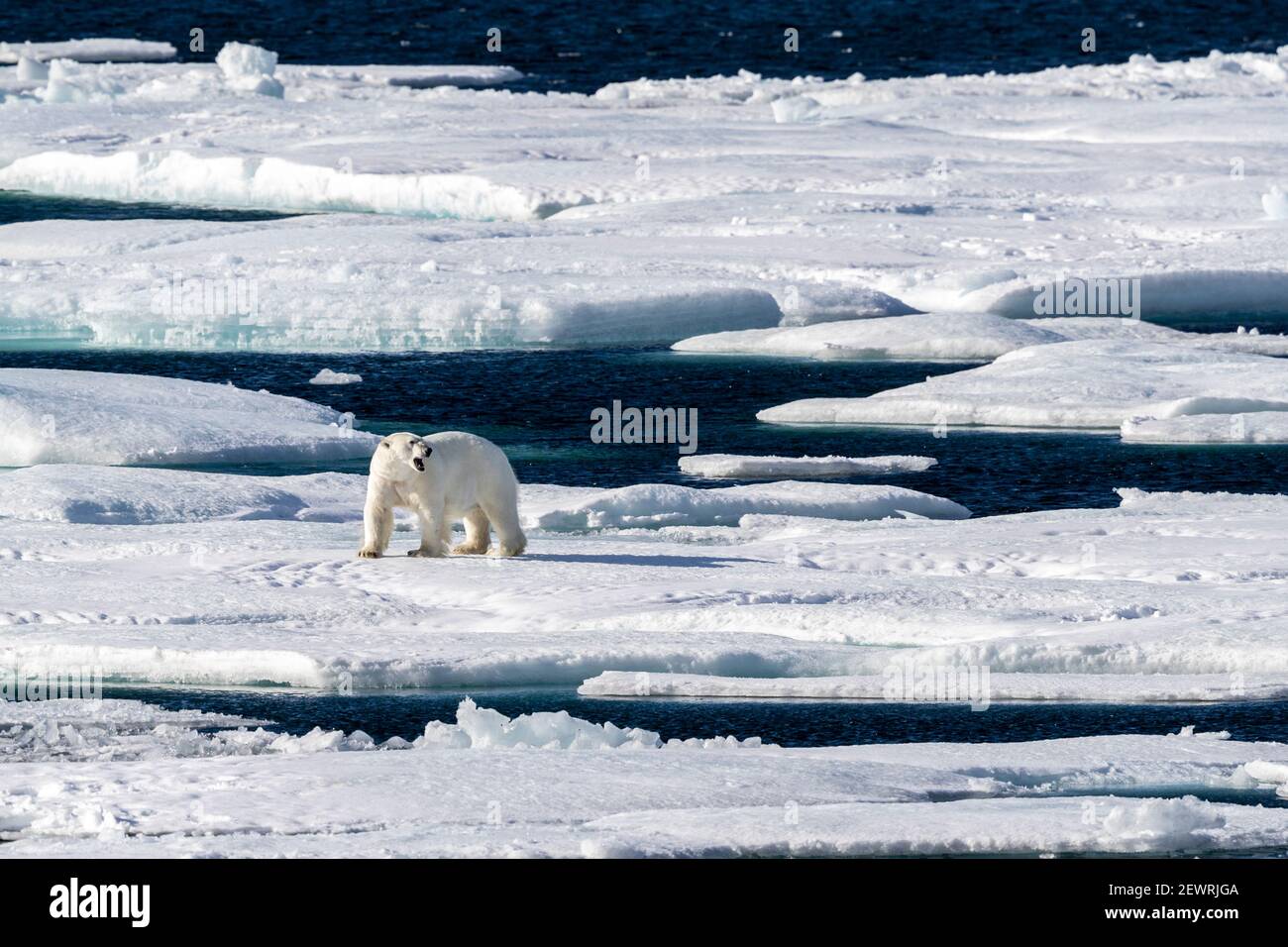 Orso polare adulto (Ursus maritimus), camminando su ghiaccio aperto, Queen's Channel, Cornwallis Island, Nunavut, Canada, Nord America Foto Stock