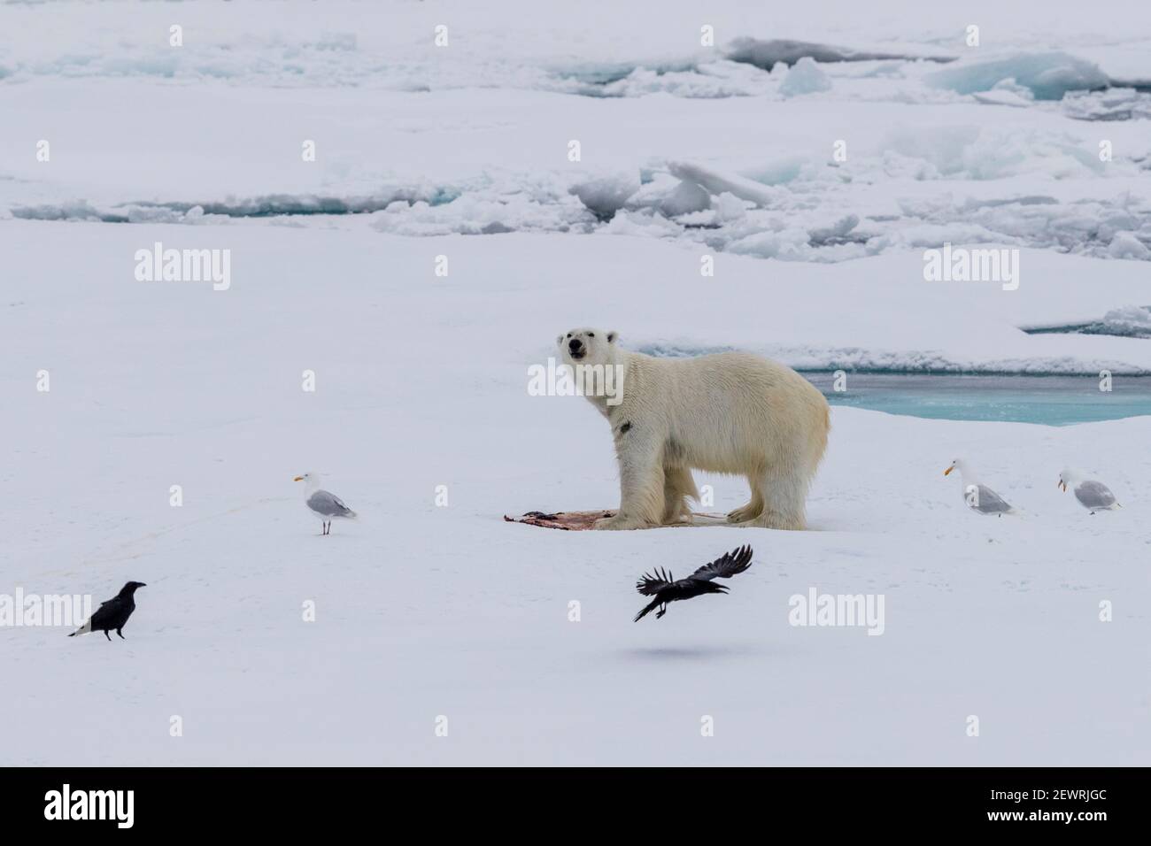 Orso polare (Ursus maritimus), su una foca uccidere, Ellesmere Island, Nunavut, Canada, Nord America Foto Stock