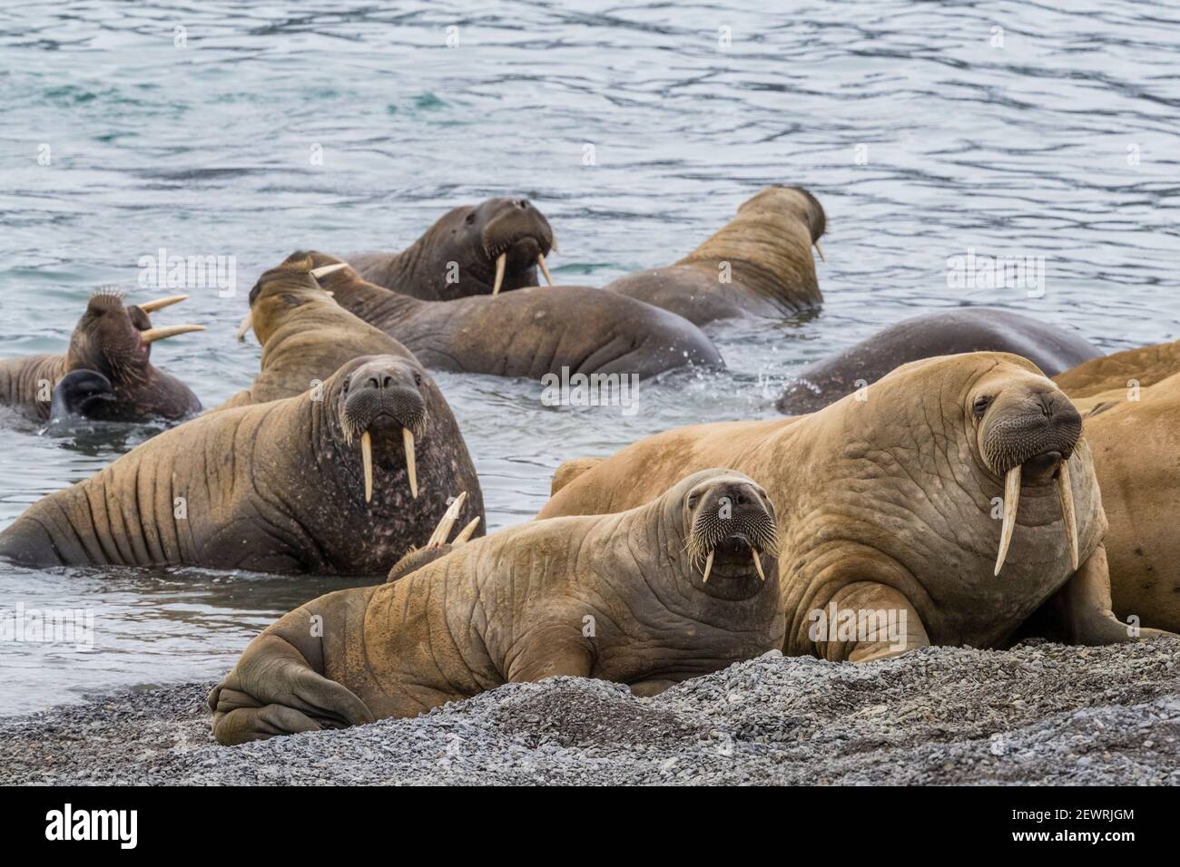 Adult Atlantic Walrus (Odobenus rosmarus), sulla spiaggia di Musk Ox Fjord, Ellesmere Island, Nunavut, Canada, Nord America Foto Stock