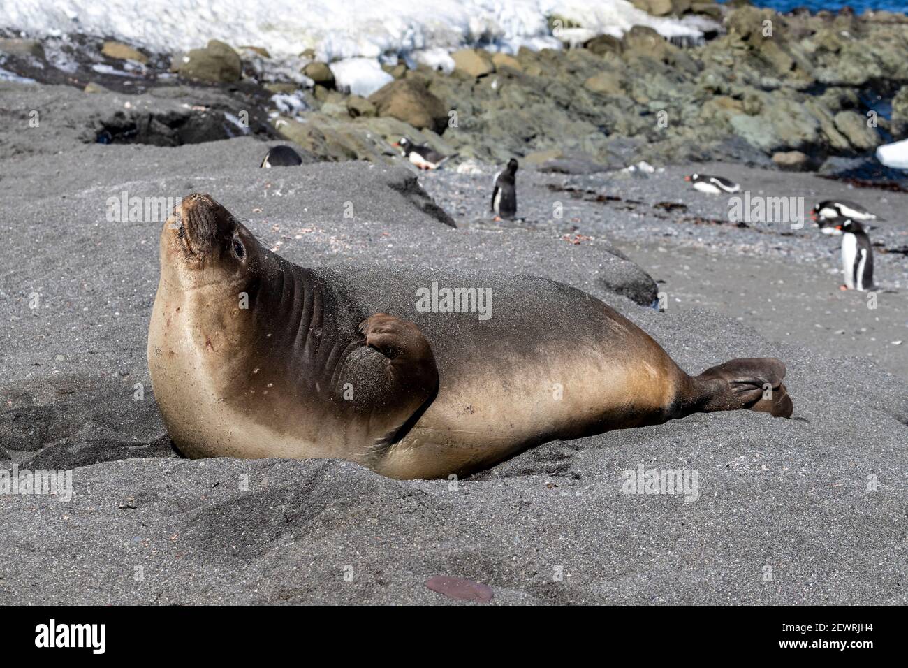 Giovane elefante foca meridionale (Mirounga leonina), tirato fuori sulla spiaggia, Isole Barrientos, Antartide, regioni polari Foto Stock