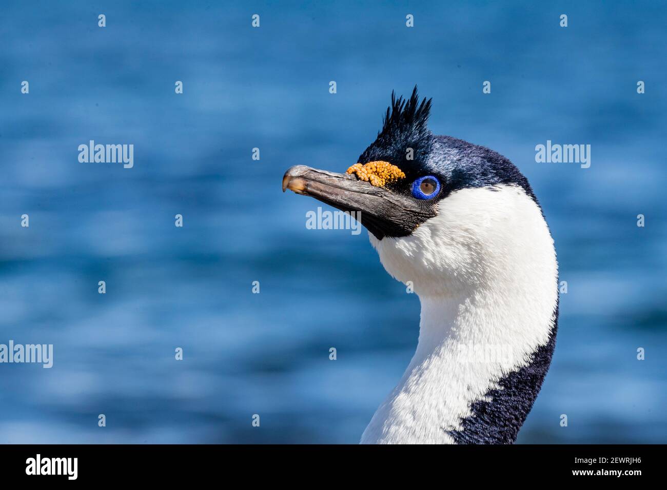 Lo shag antartico (Leucocarbo ransfieldensis) nell'allevamento di piombo, isola di Barrientos, Antartide, regioni polari Foto Stock