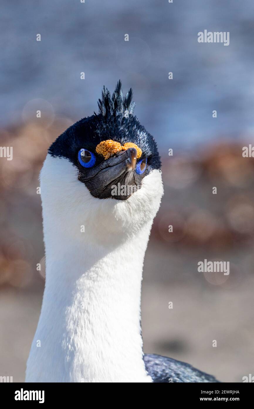 Lo shag antartico (Leucocarbo ransfieldensis) nell'allevamento di piombo, isola di Barrientos, Antartide, regioni polari Foto Stock