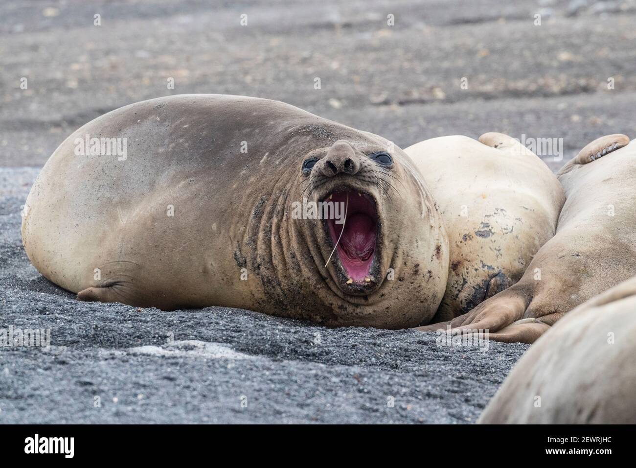 Foche di elefanti meridionali (Mirounga leonina), trasportate sulla spiaggia, Isole Barrientos, Antartide, regioni polari Foto Stock