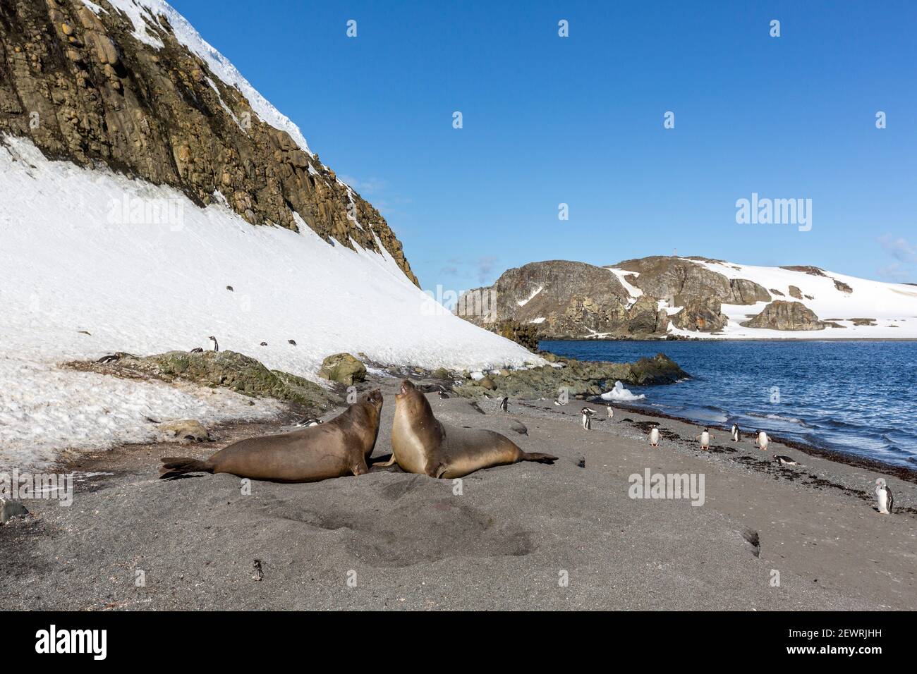 Le foche dell'elefante meridionale (Mirounga leonina) sono trasportate sulla spiaggia, sull'isola di Barrientos, sull'Antartide, sulle regioni polari Foto Stock